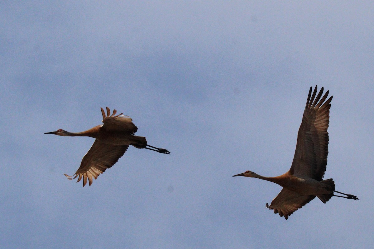 Sandhill Crane - James Teitgen