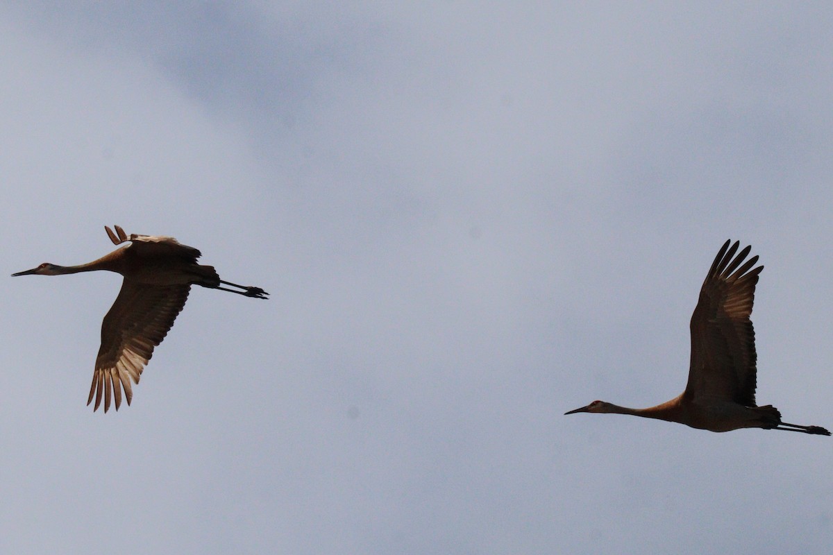 Sandhill Crane - James Teitgen