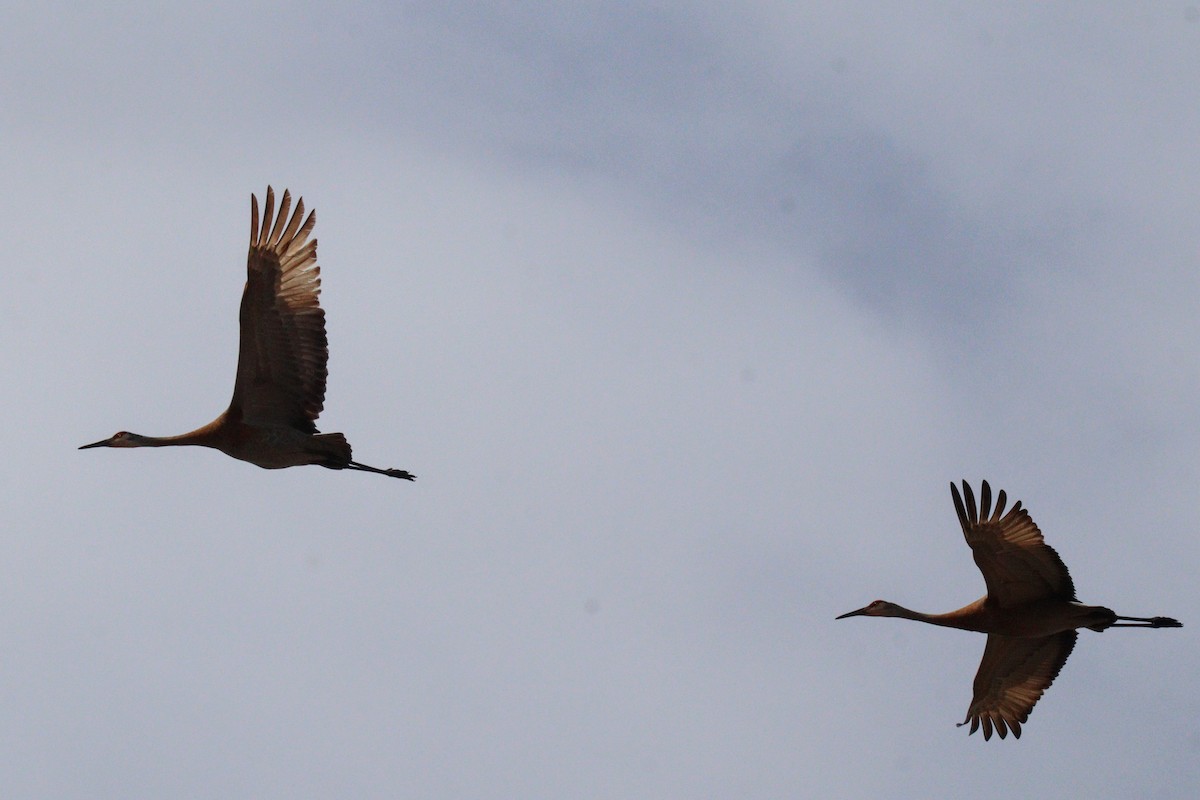 Sandhill Crane - ML617629867