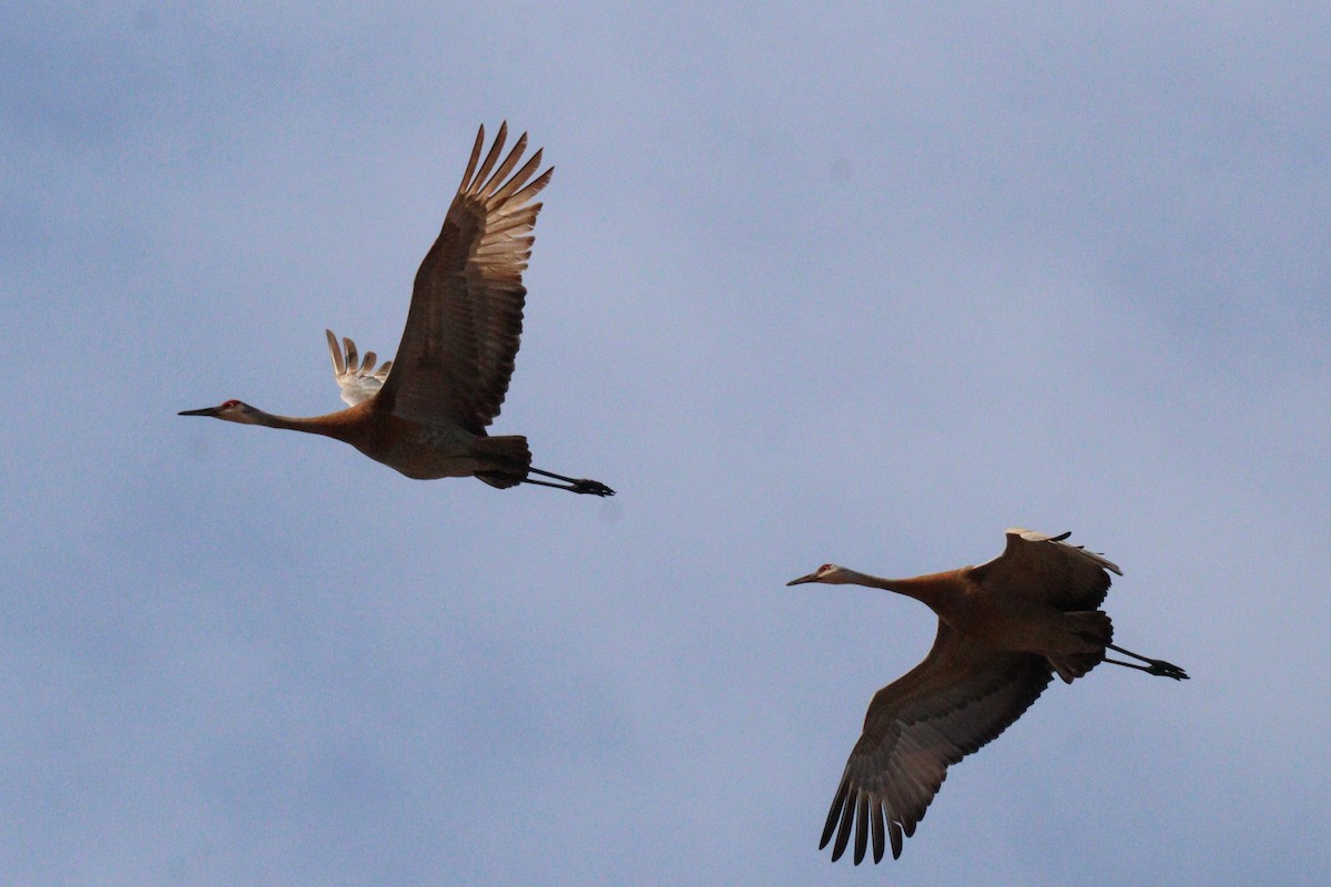 Sandhill Crane - ML617629868