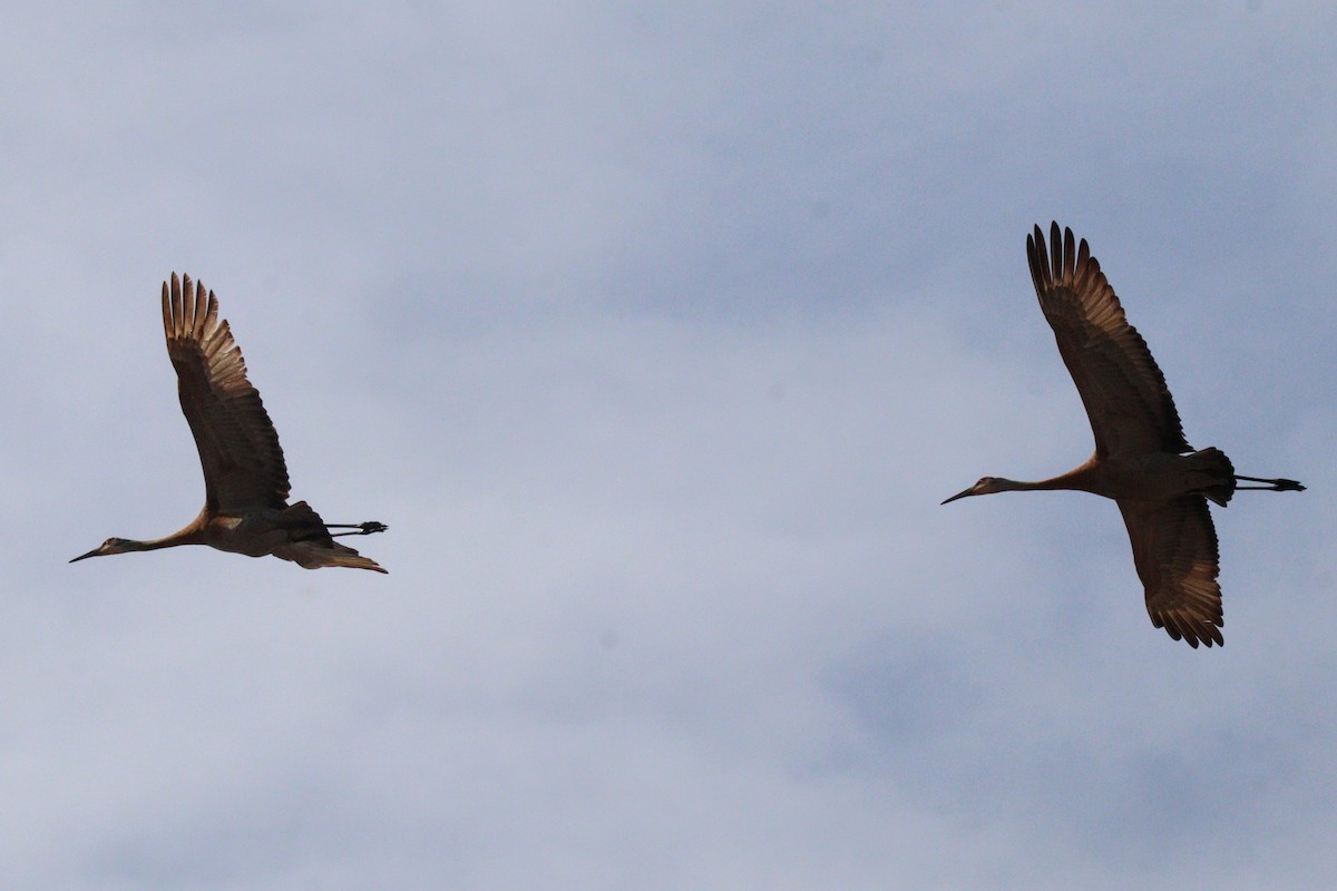 Sandhill Crane - James Teitgen