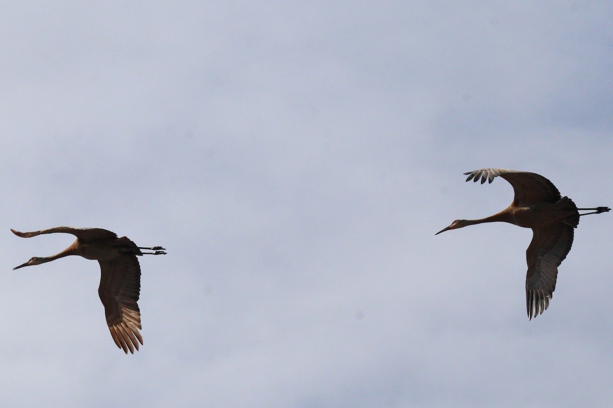 Sandhill Crane - James Teitgen