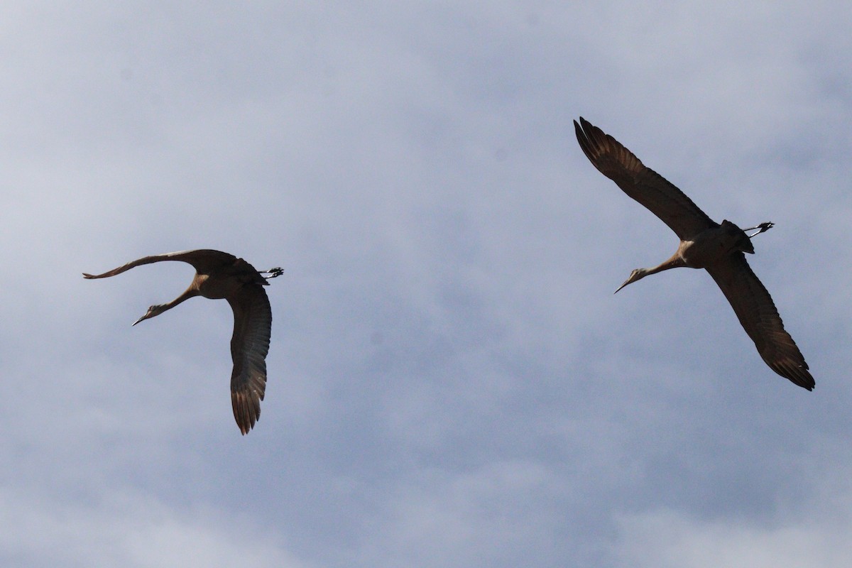 Sandhill Crane - ML617629880