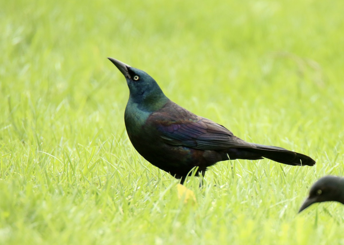 Common Grackle - Derek Stoner