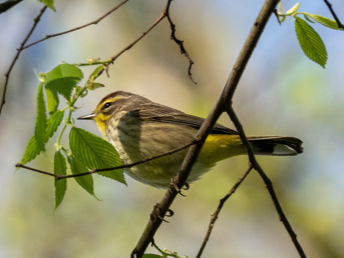 Palm Warbler - ML617629903