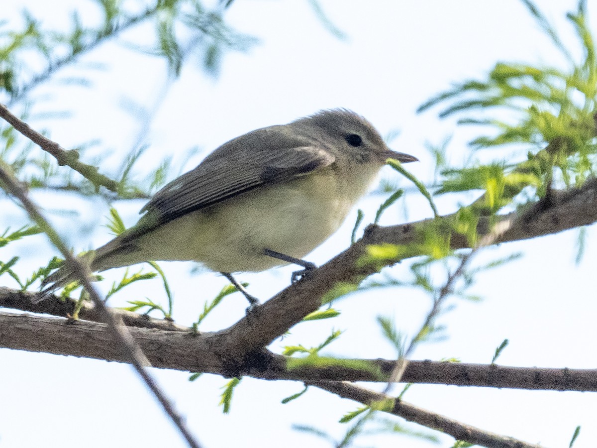 Warbling Vireo - ML617629930