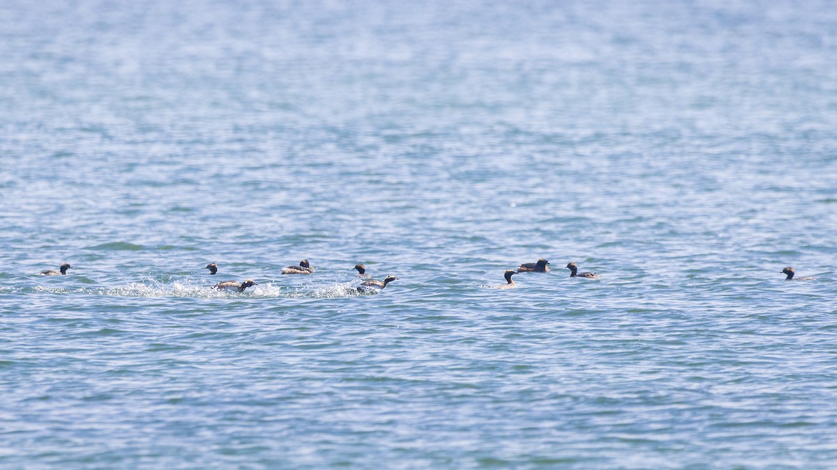 Horned Grebe - ML617629932