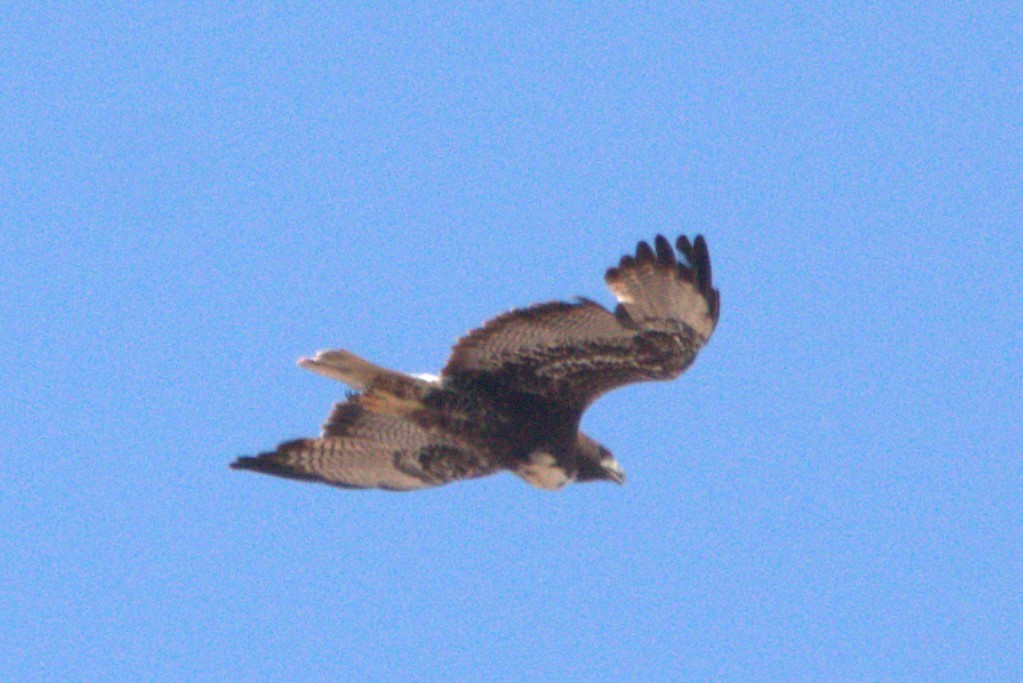 White-tailed Hawk - ML617629955