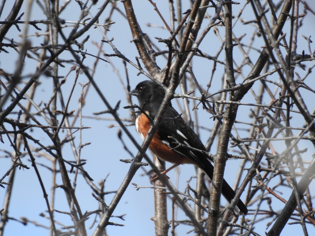 Eastern Towhee - Linda Standfield