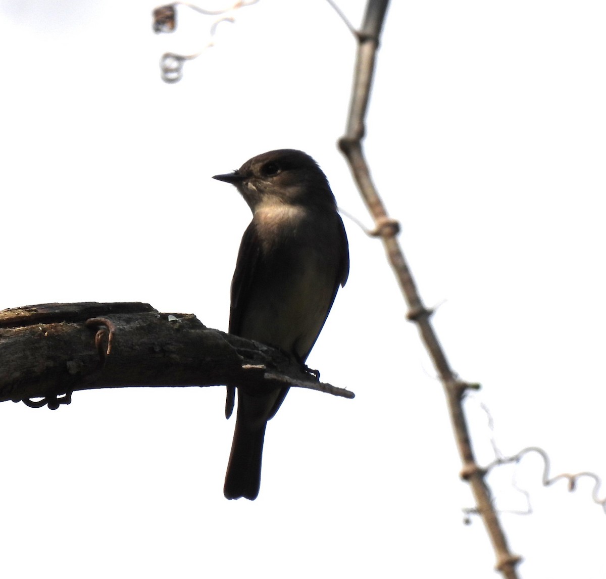 Western Wood-Pewee - ML617629984