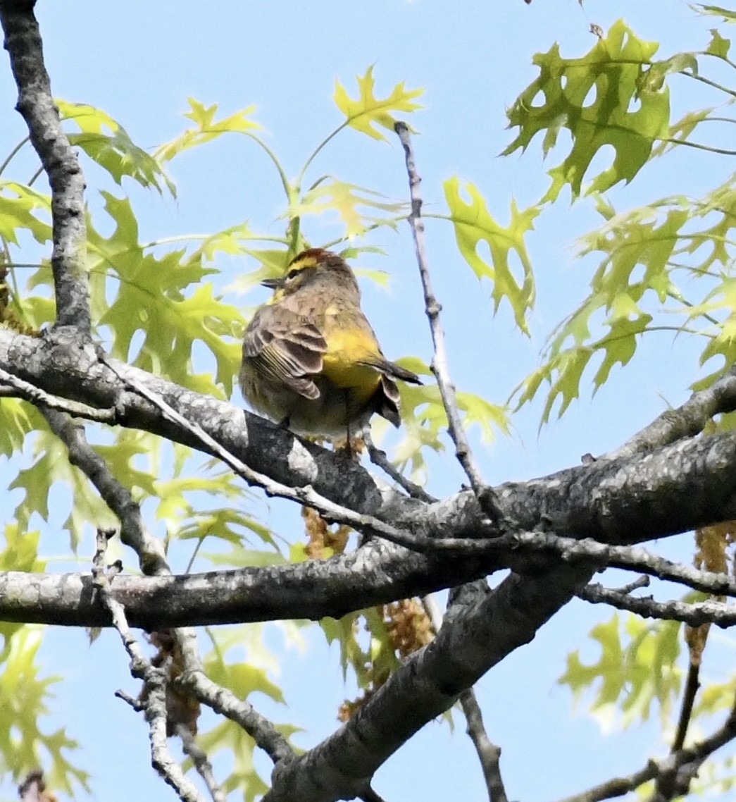 Пісняр-лісовик рудоголовий (підвид palmarum) - ML617629988