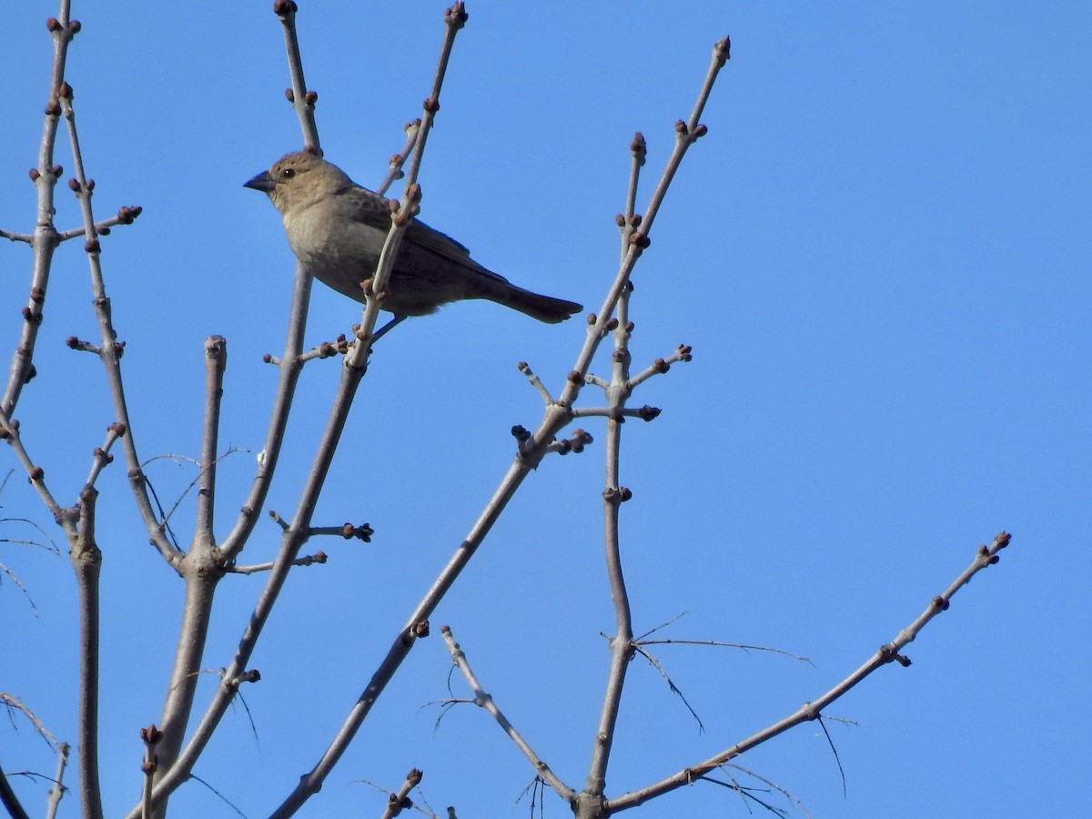 Brown-headed Cowbird - ML617629990