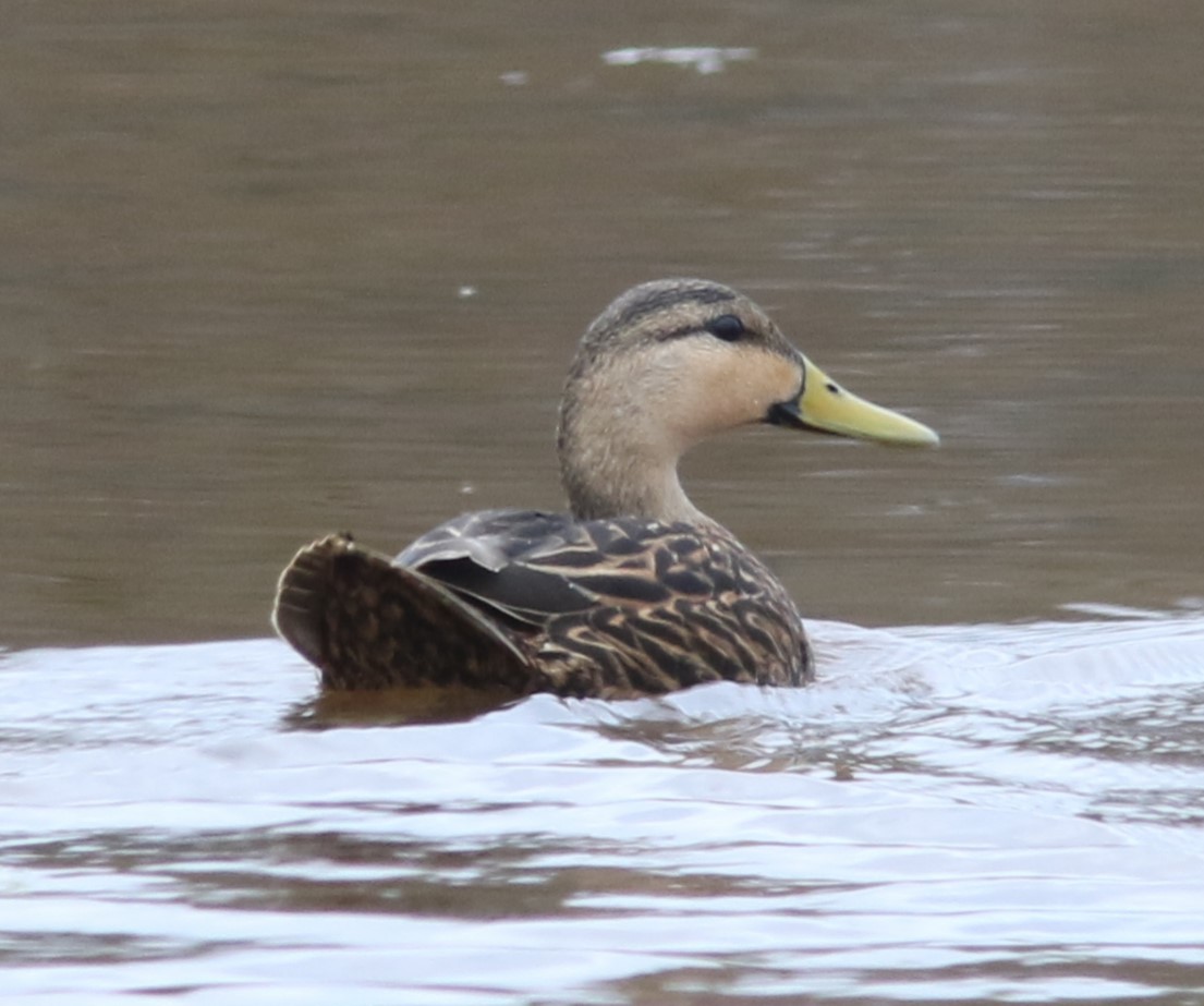 Mottled Duck - ML617630005