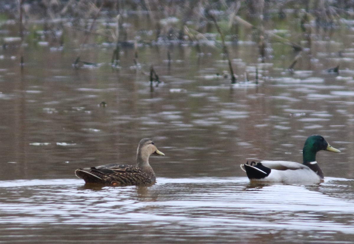 Mottled Duck - ML617630006