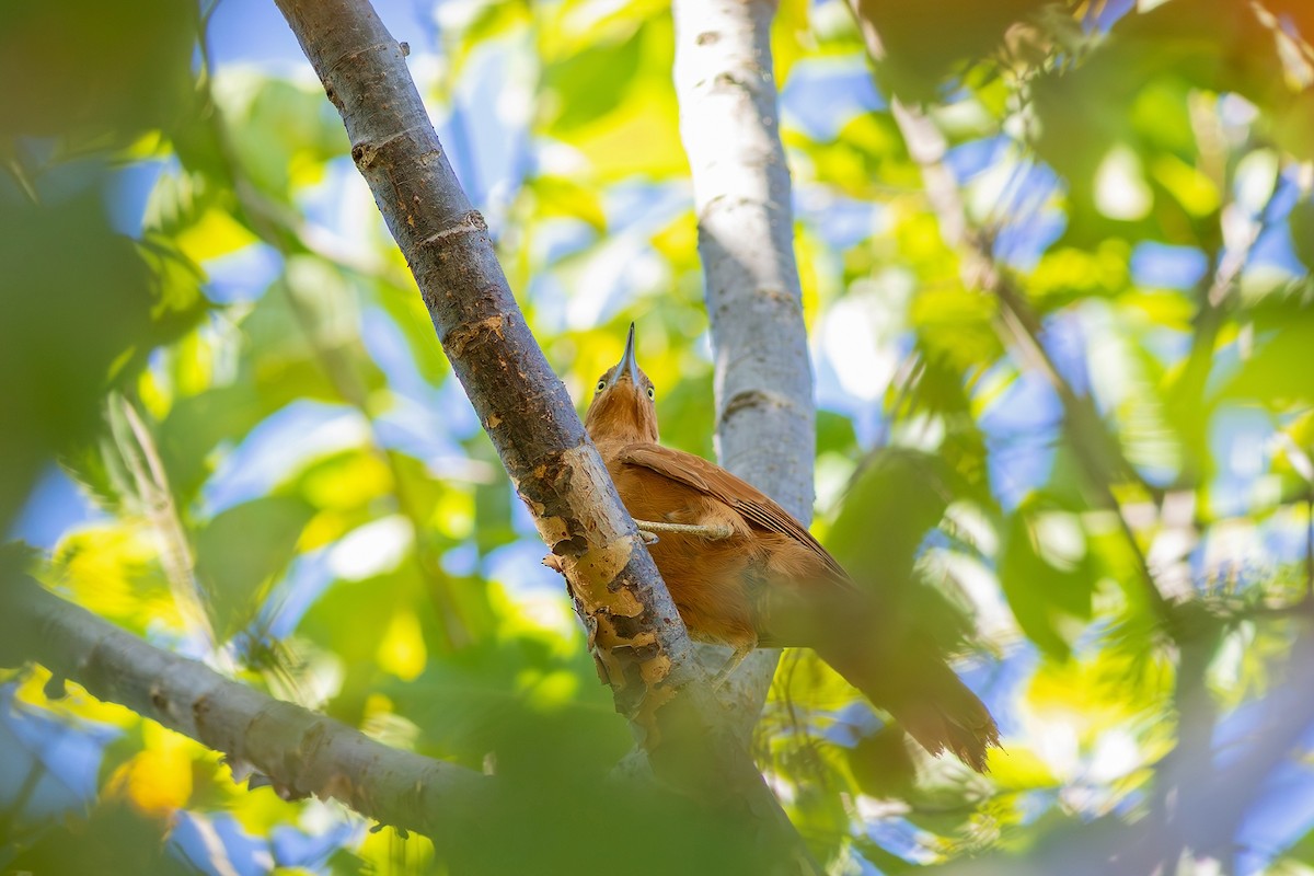 Caatinga Cacholote - ML617630026