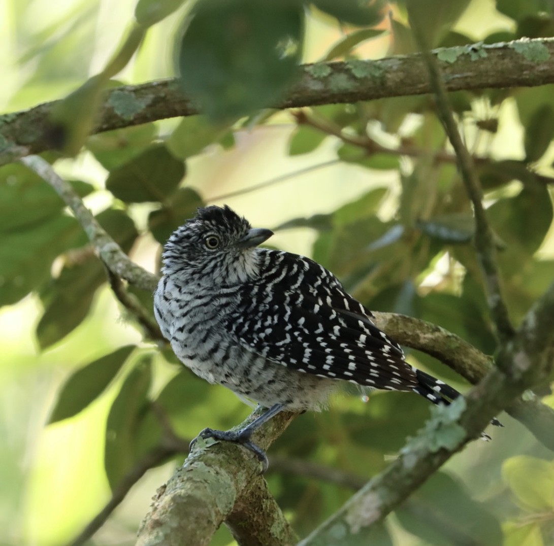 Barred Antshrike (Barred) - ML617630029