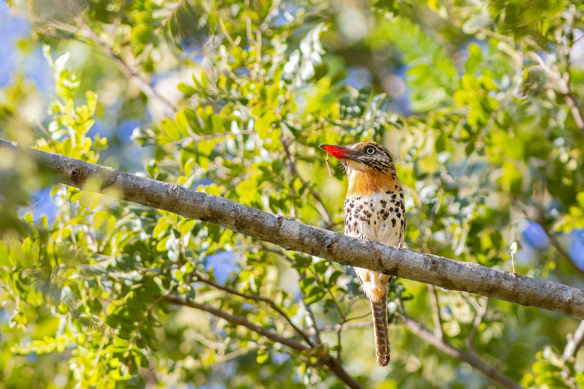 Spot-backed Puffbird (Spot-backed) - ML617630056