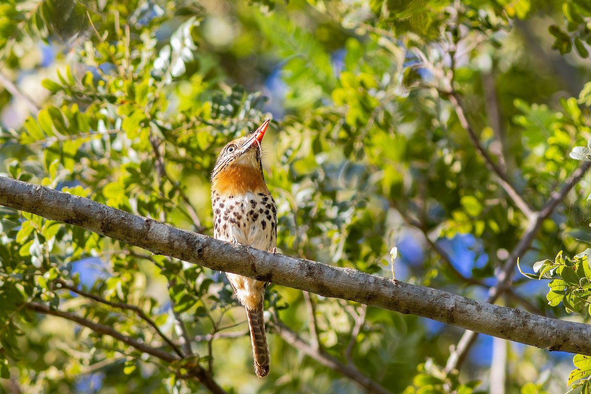 Spot-backed Puffbird (Spot-backed) - ML617630057