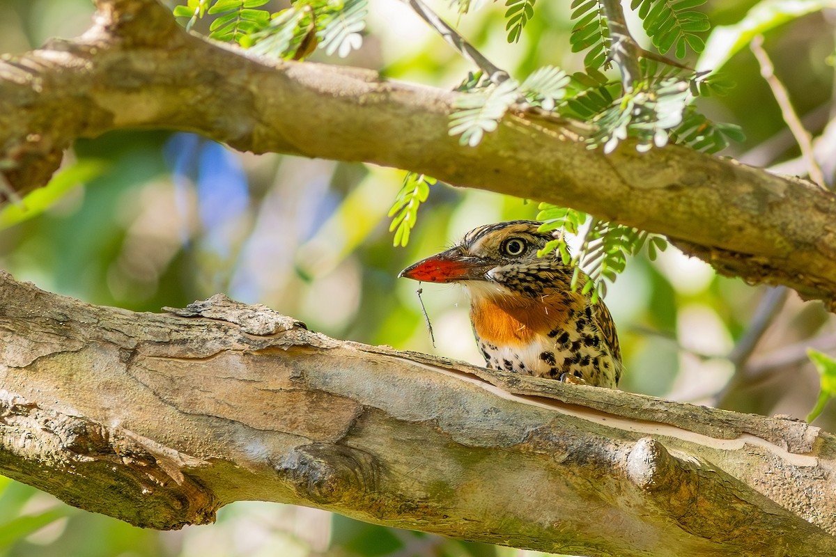 Spot-backed Puffbird (Spot-backed) - ML617630058