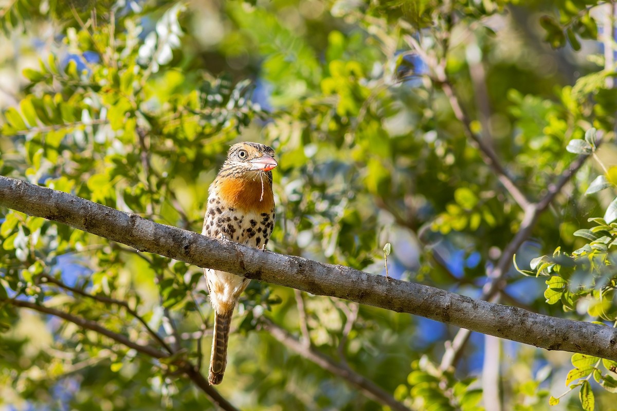 Spot-backed Puffbird (Spot-backed) - ML617630060