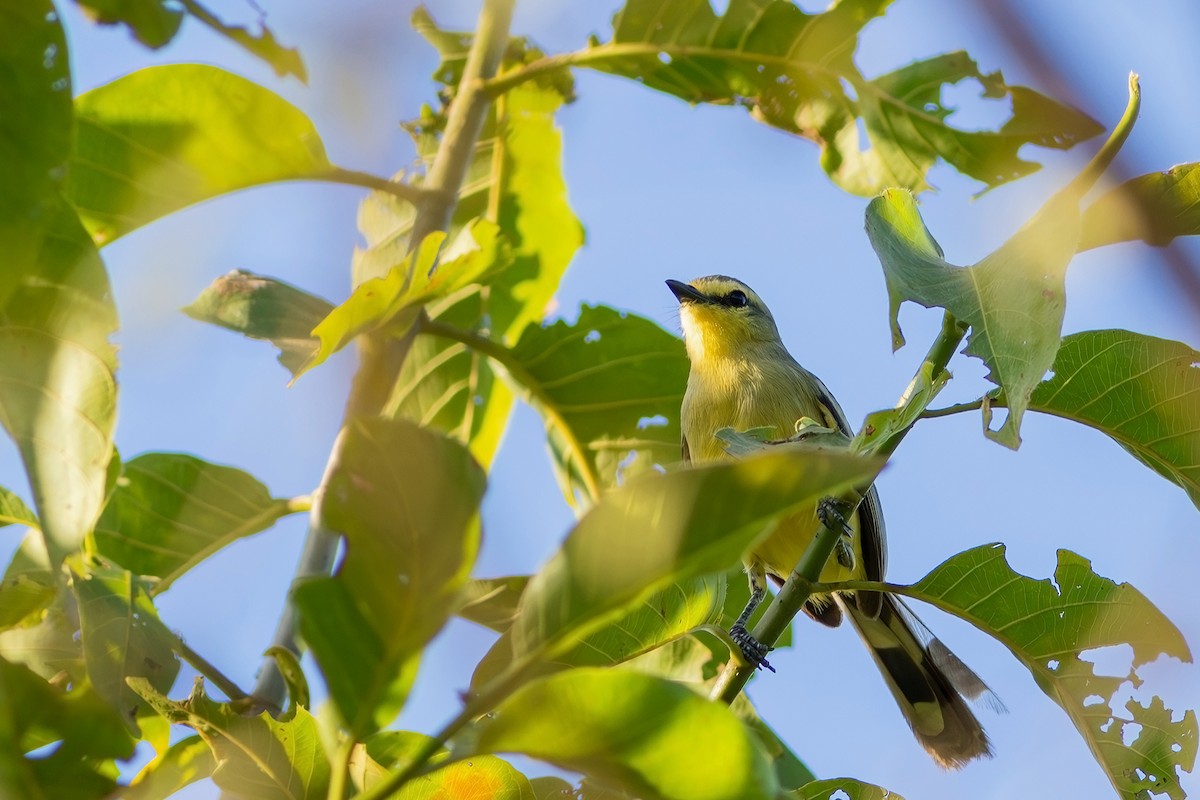 Greater Wagtail-Tyrant - Gabriel Bonfa