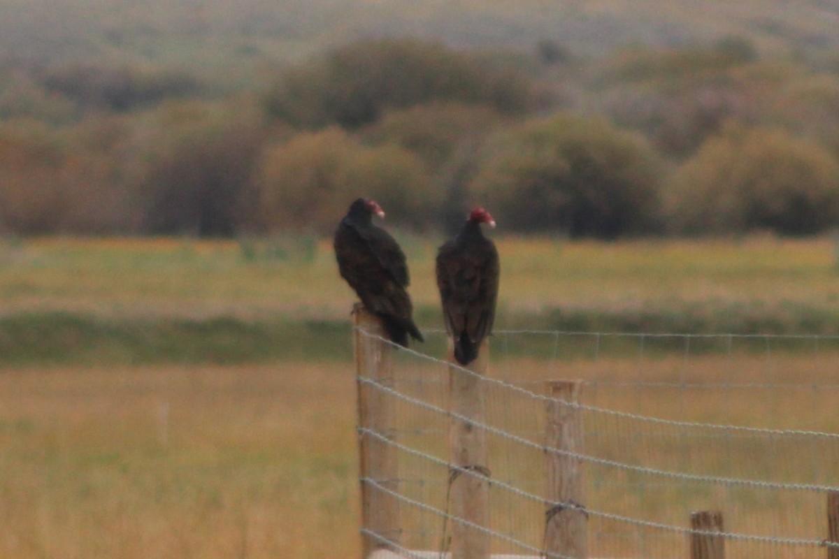 Turkey Vulture - Sean Cozart