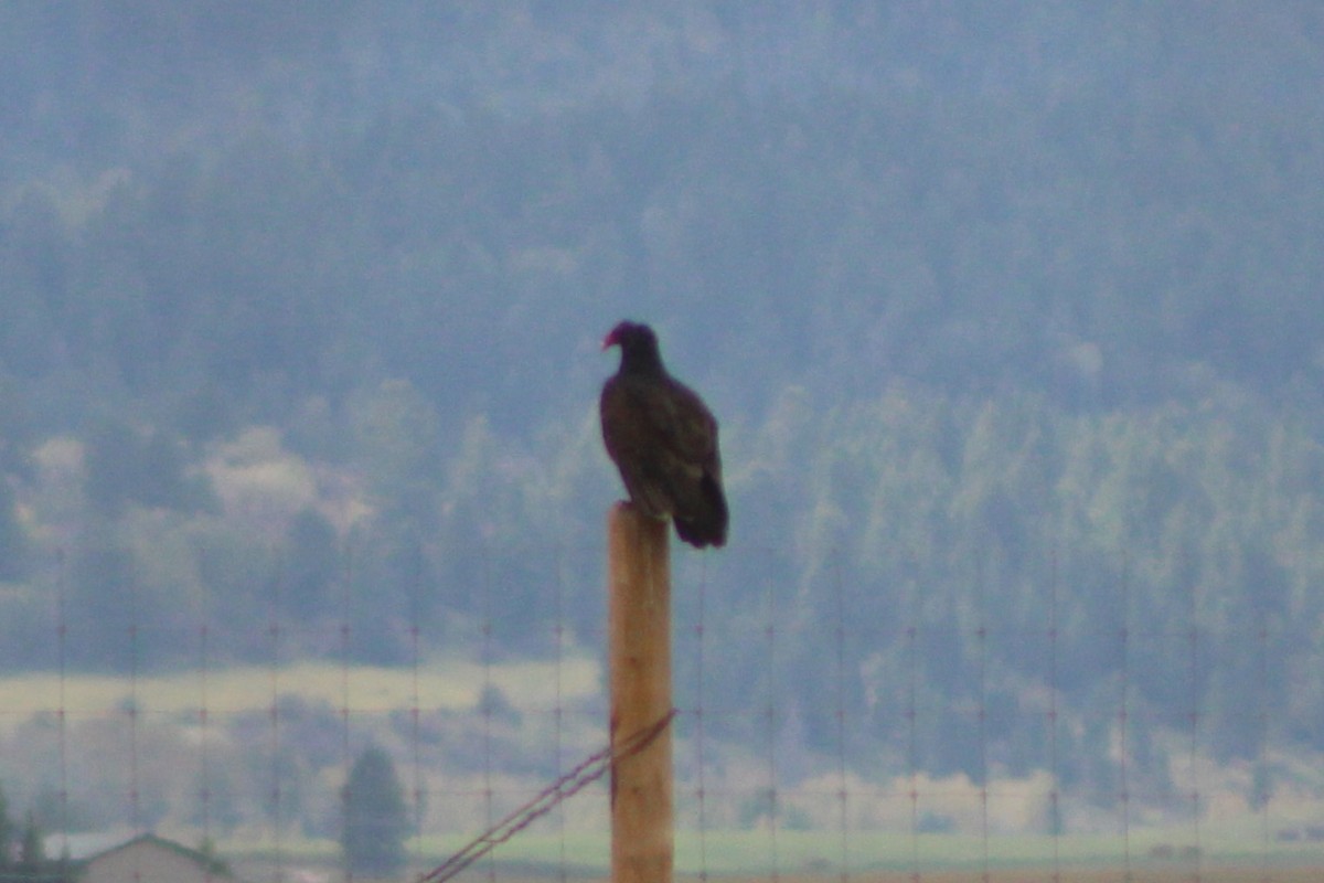 Turkey Vulture - ML617630162