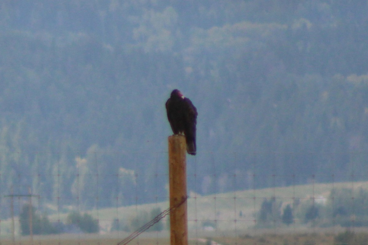 Turkey Vulture - ML617630166