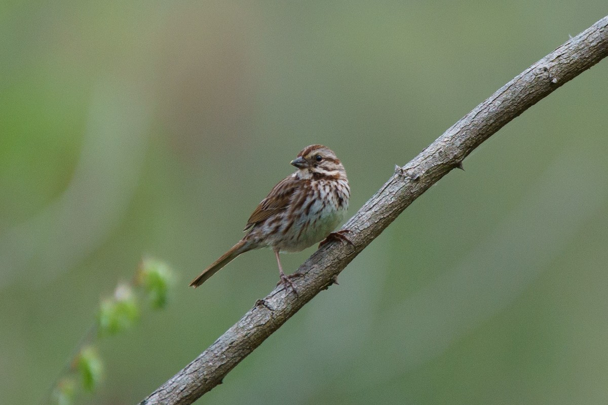 Song Sparrow - ML617630208