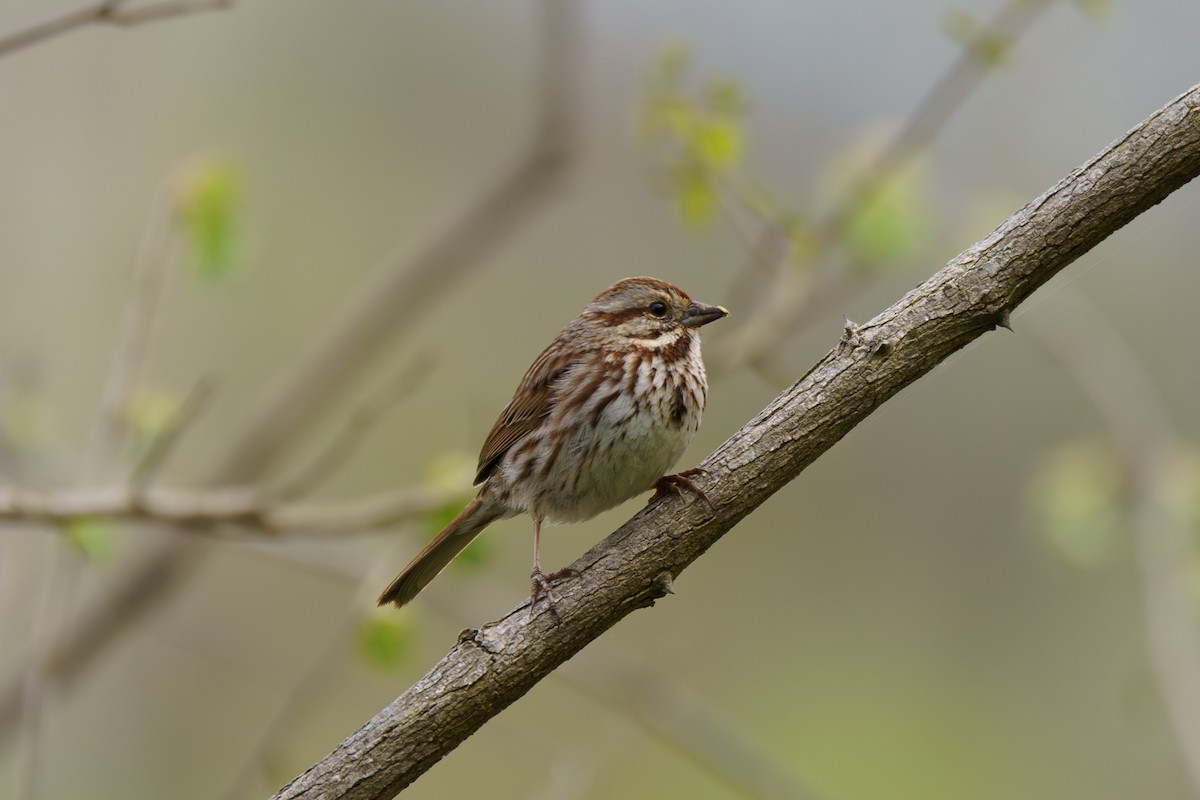 Song Sparrow - ML617630209