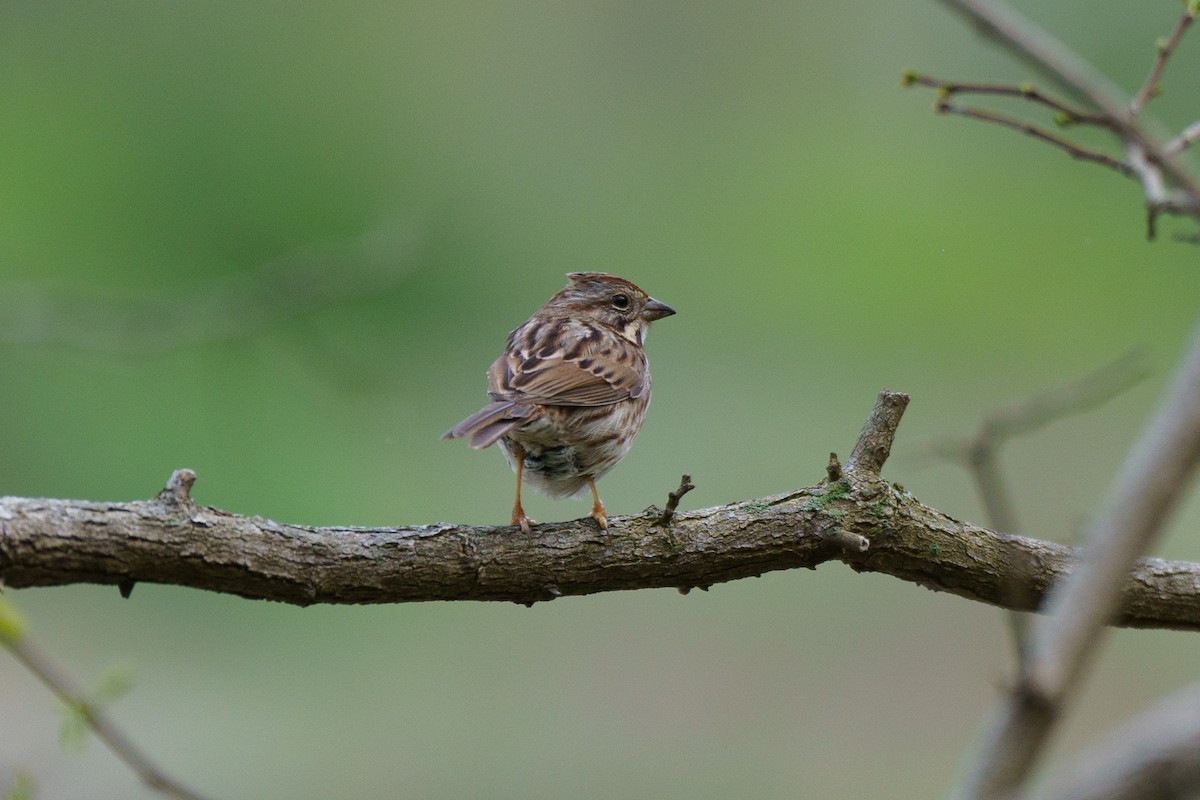 Song Sparrow - ML617630211