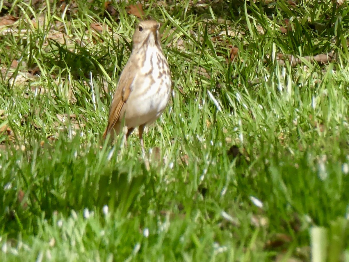 Hermit Thrush - ML617630220