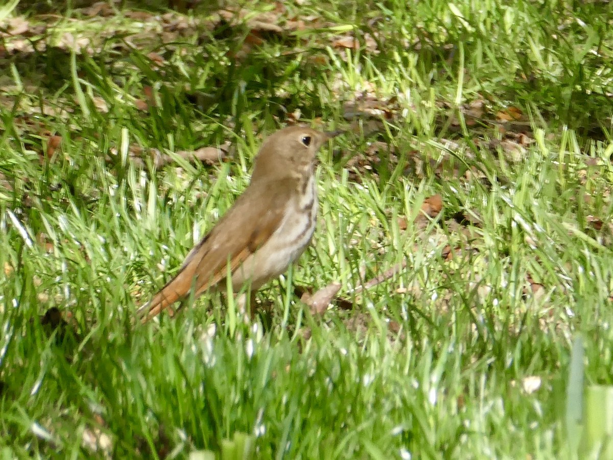 Hermit Thrush - ML617630221