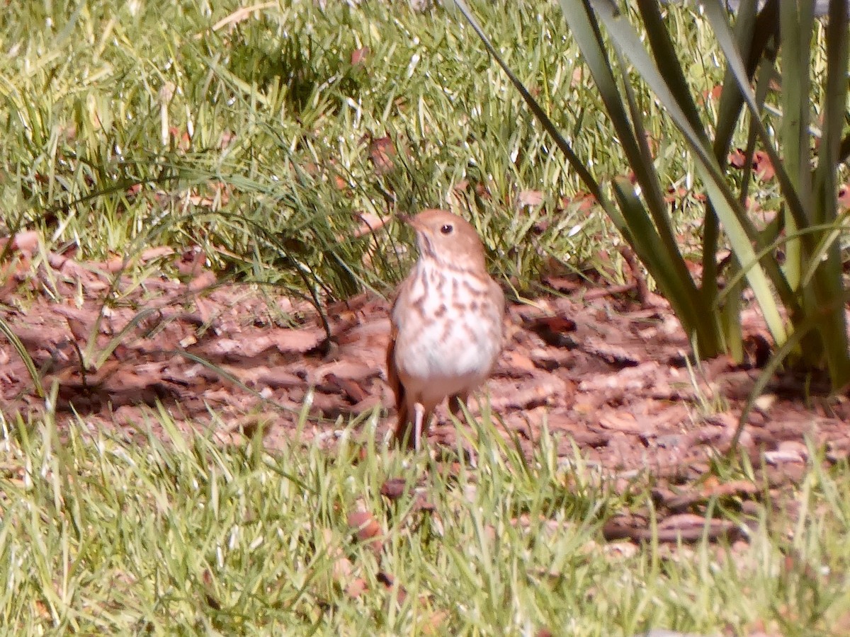 Hermit Thrush - ML617630224