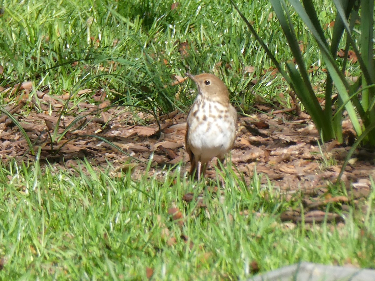 Hermit Thrush - ML617630225