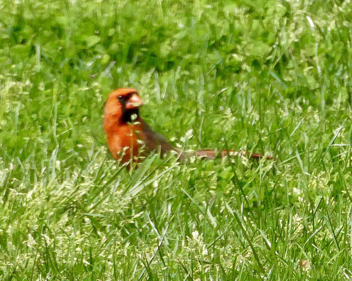 Northern Cardinal - ML617630247