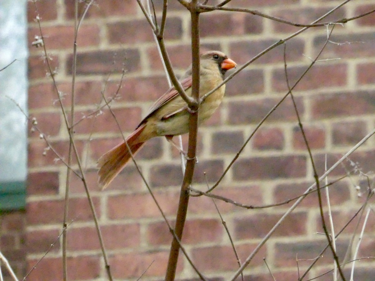 Northern Cardinal - ML617630248