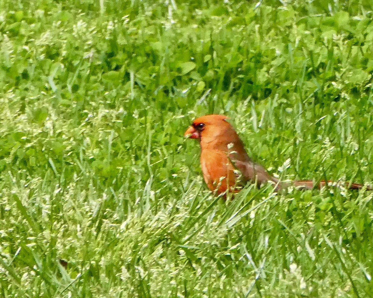 Northern Cardinal - ML617630249