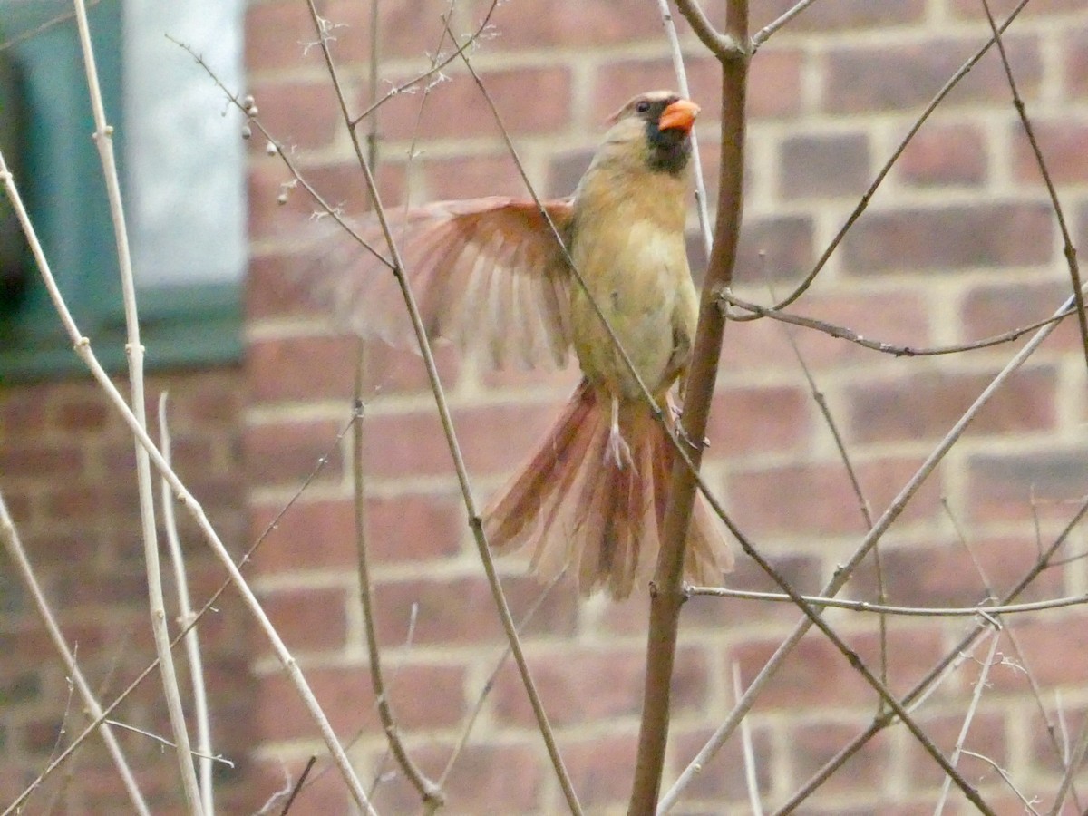 Northern Cardinal - ML617630250