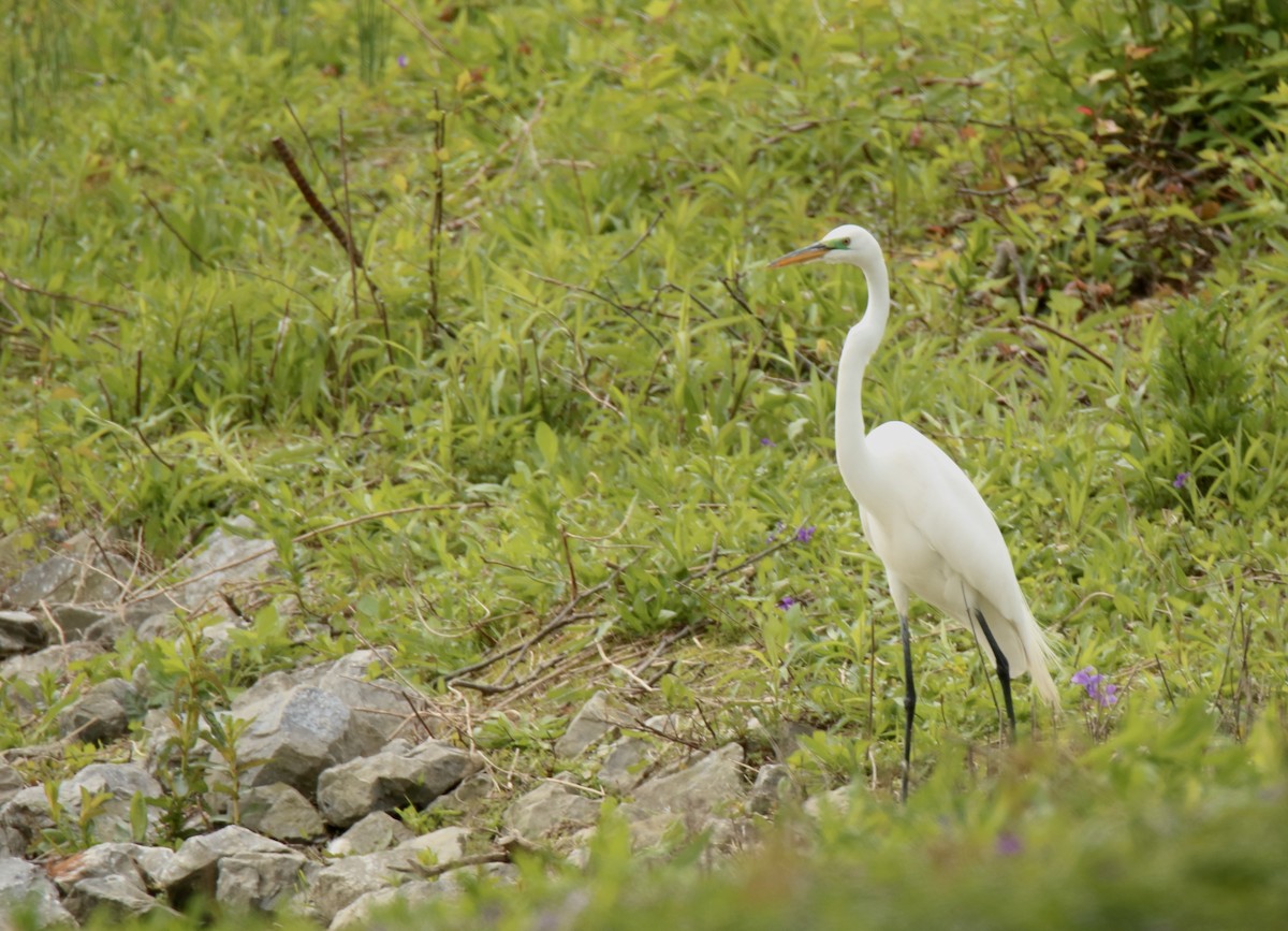 Great Egret - Derek Stoner