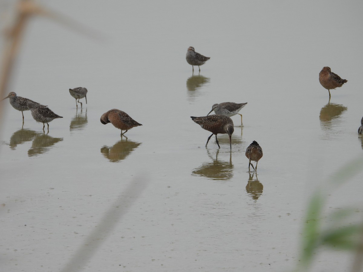 Hudsonian Godwit - ML617630282