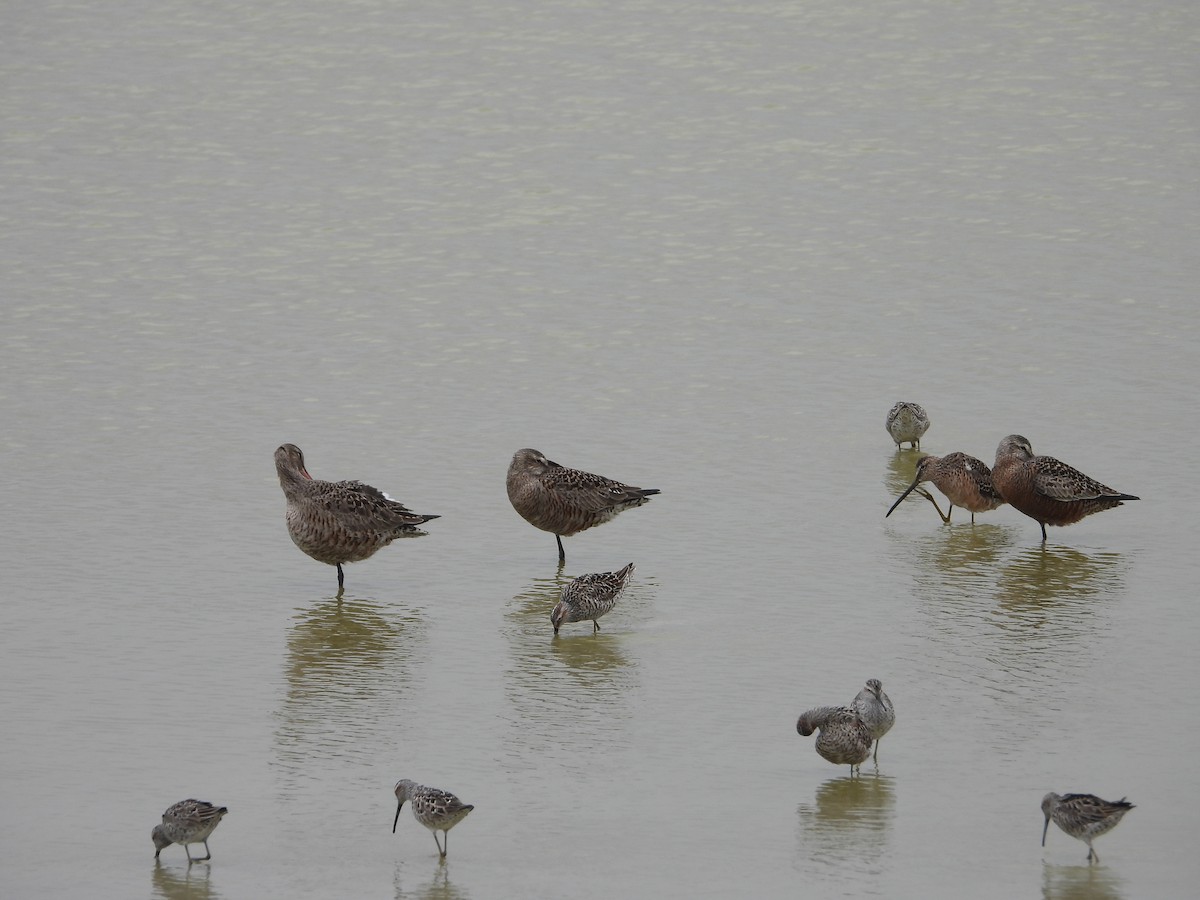 Hudsonian Godwit - ML617630286