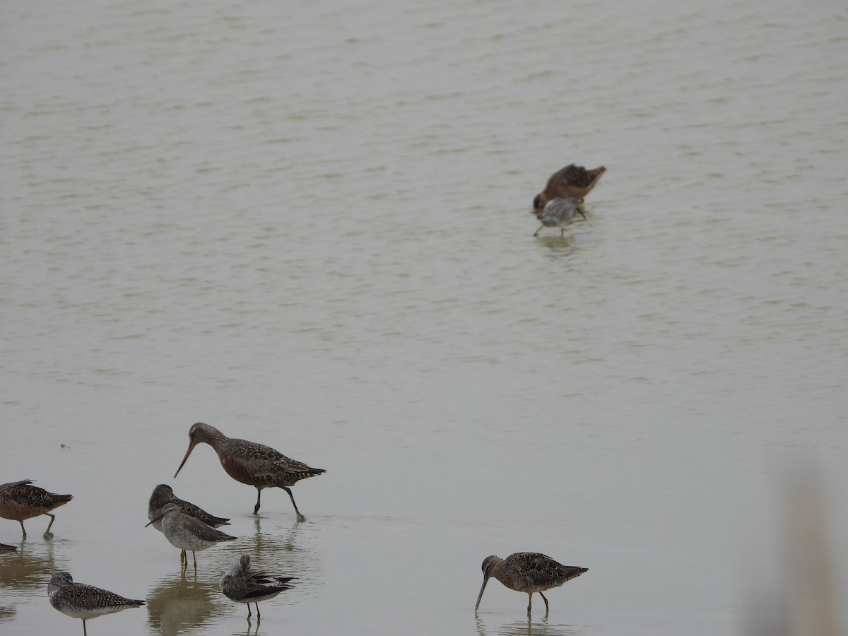 Hudsonian Godwit - ML617630300