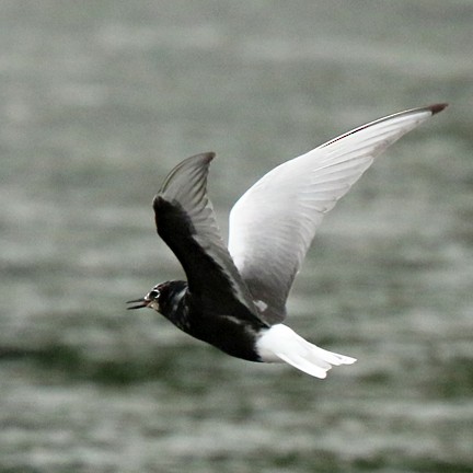 White-winged Tern - ML617630329