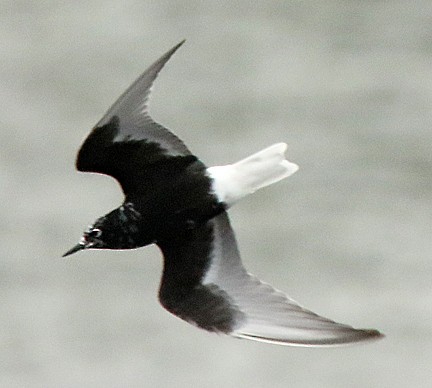 White-winged Tern - ML617630330