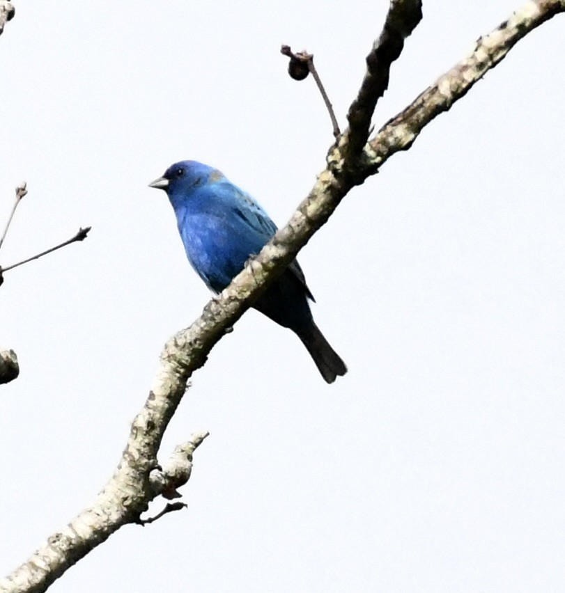 Passerin indigo - ML617630334