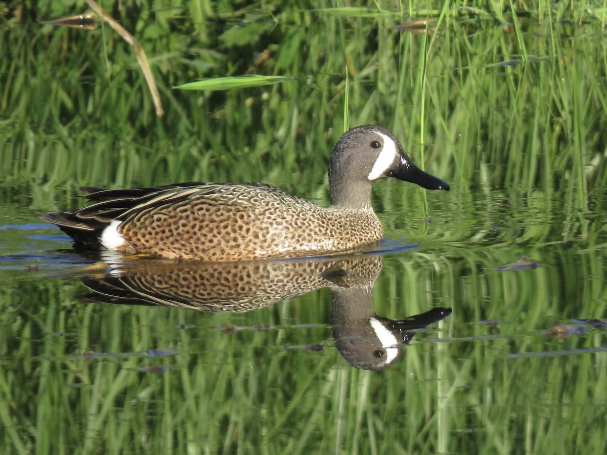 Blue-winged Teal - ML617630401