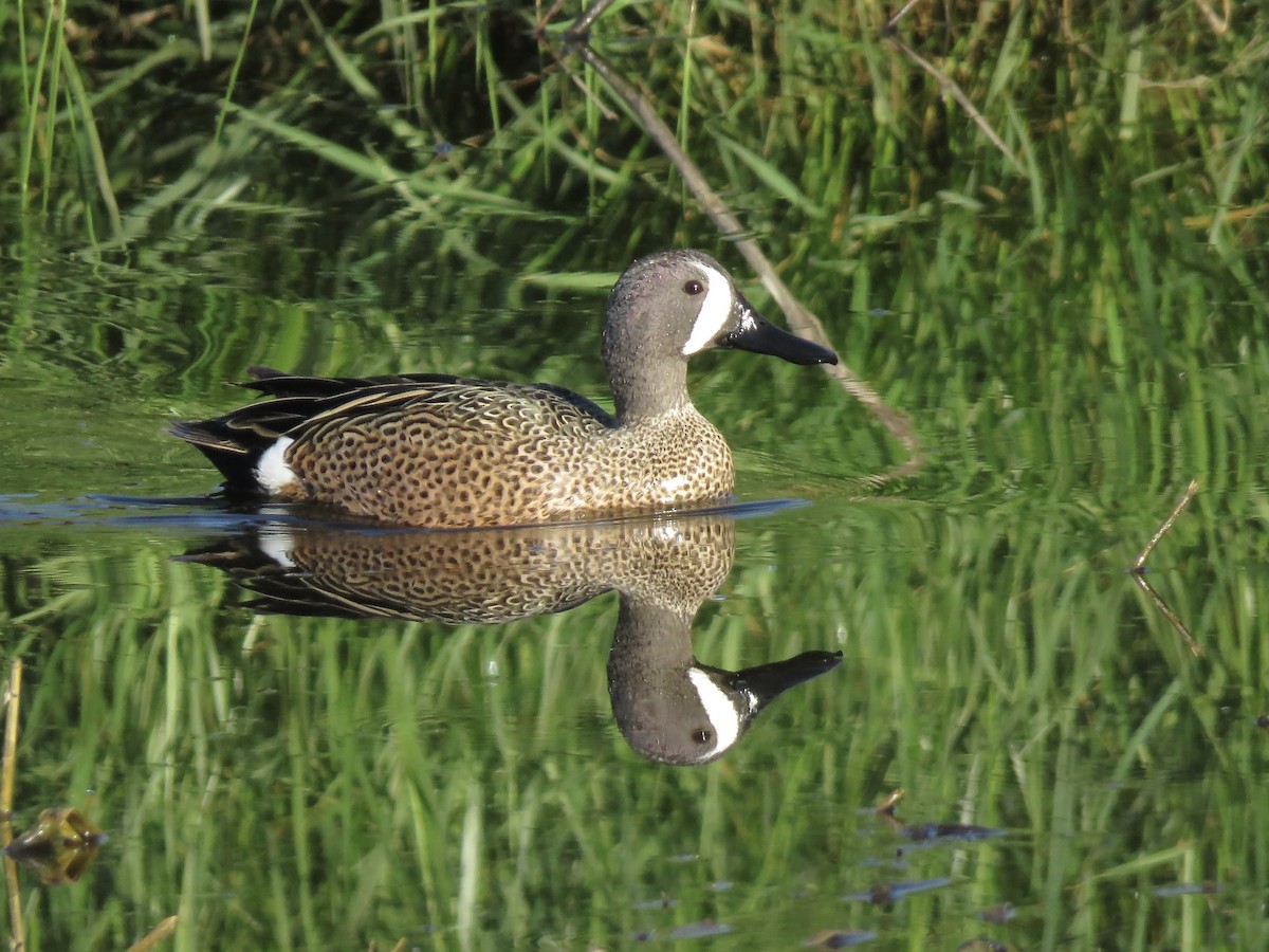 Blue-winged Teal - ML617630402
