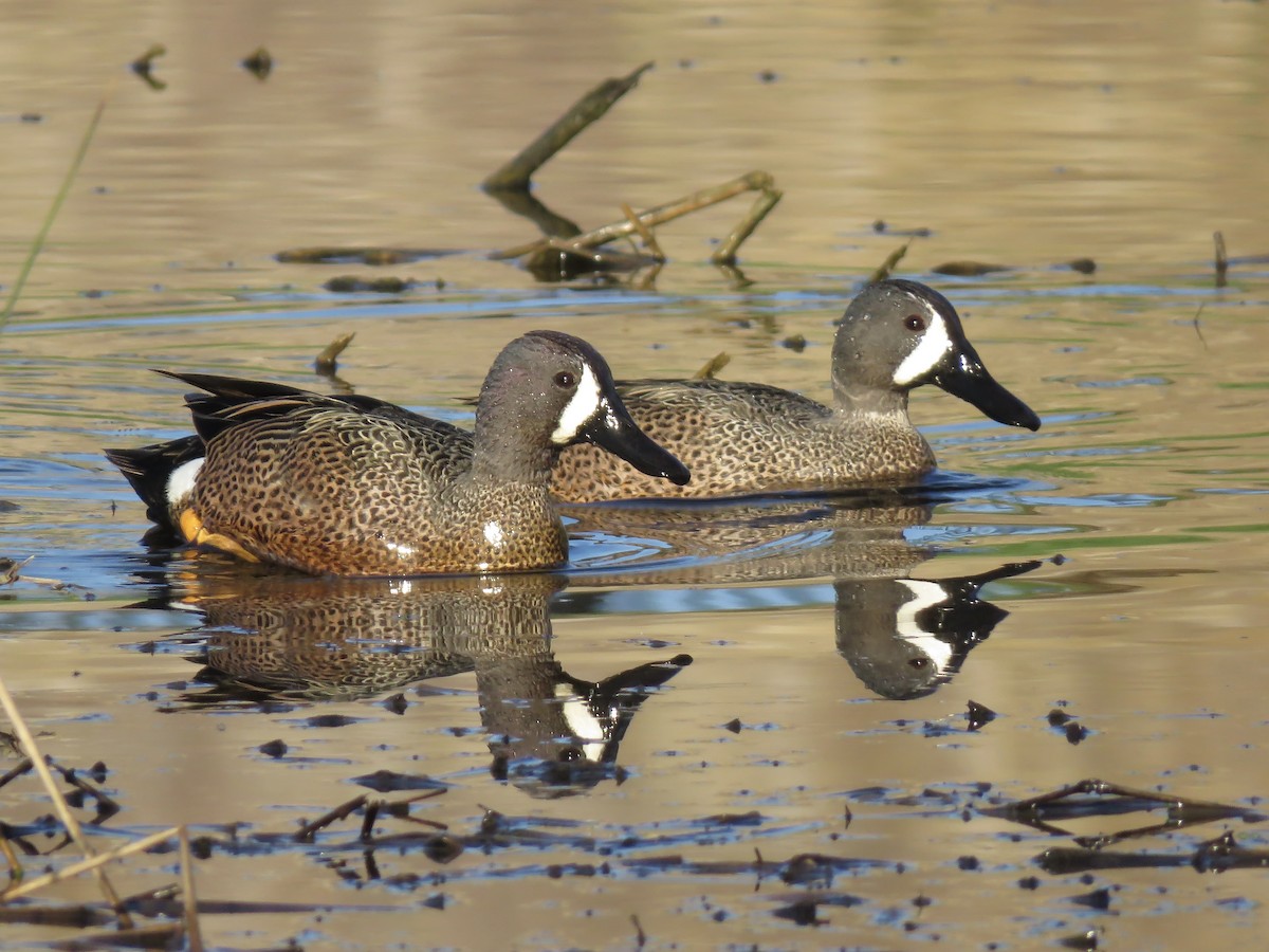 Blue-winged Teal - ML617630403