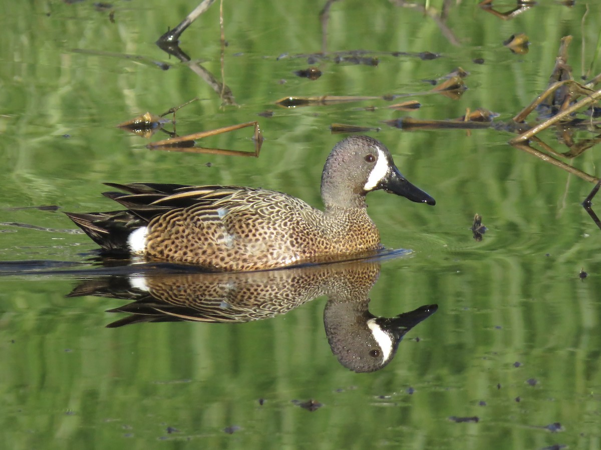 Blue-winged Teal - ML617630404